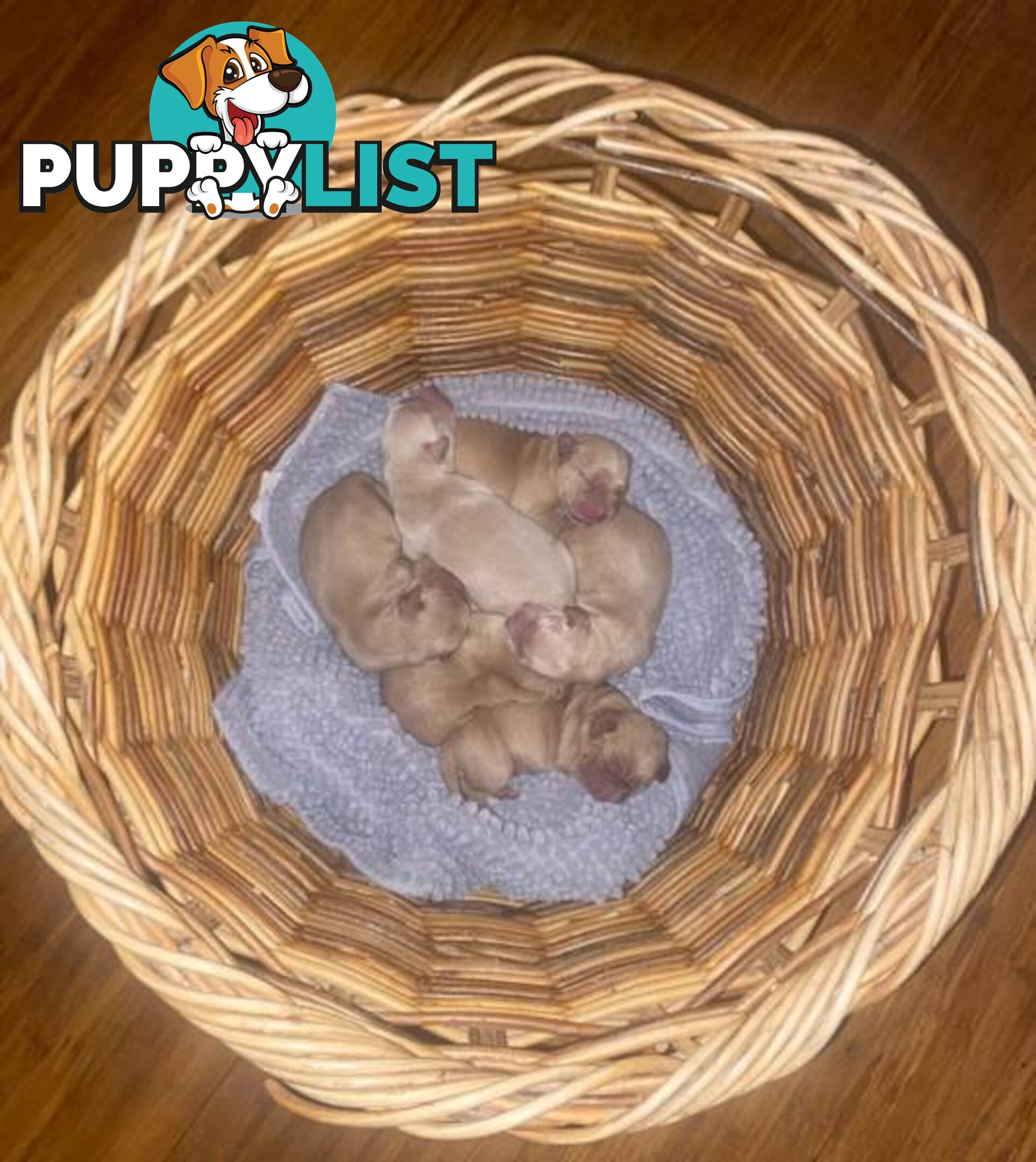 Spanador Cocker spaniel cross Labrador puppies girls and boys