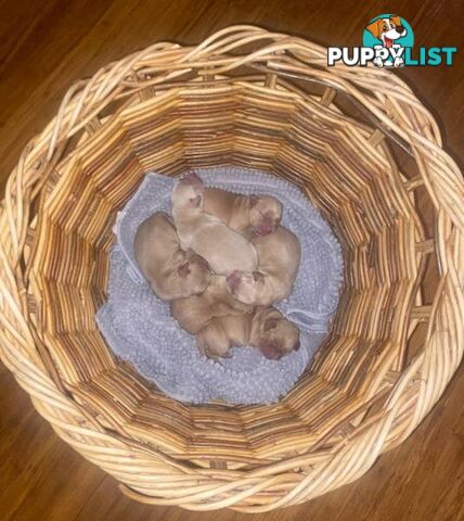 Spanador Cocker spaniel cross Labrador puppies girls and boys