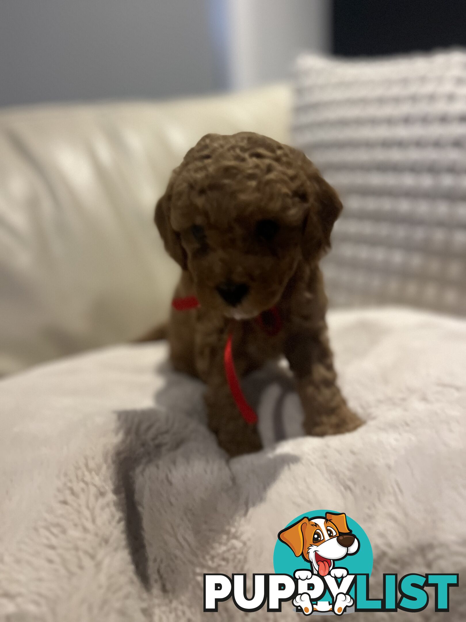 Puppies x 5 - Bichon Frise x Toy Poodle