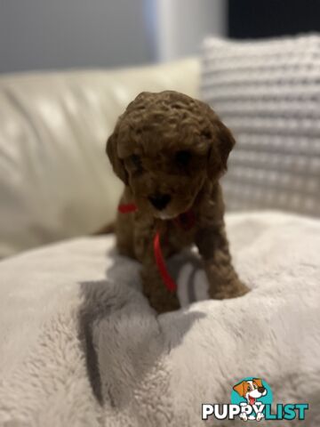 Puppies x 5 - Bichon Frise x Toy Poodle