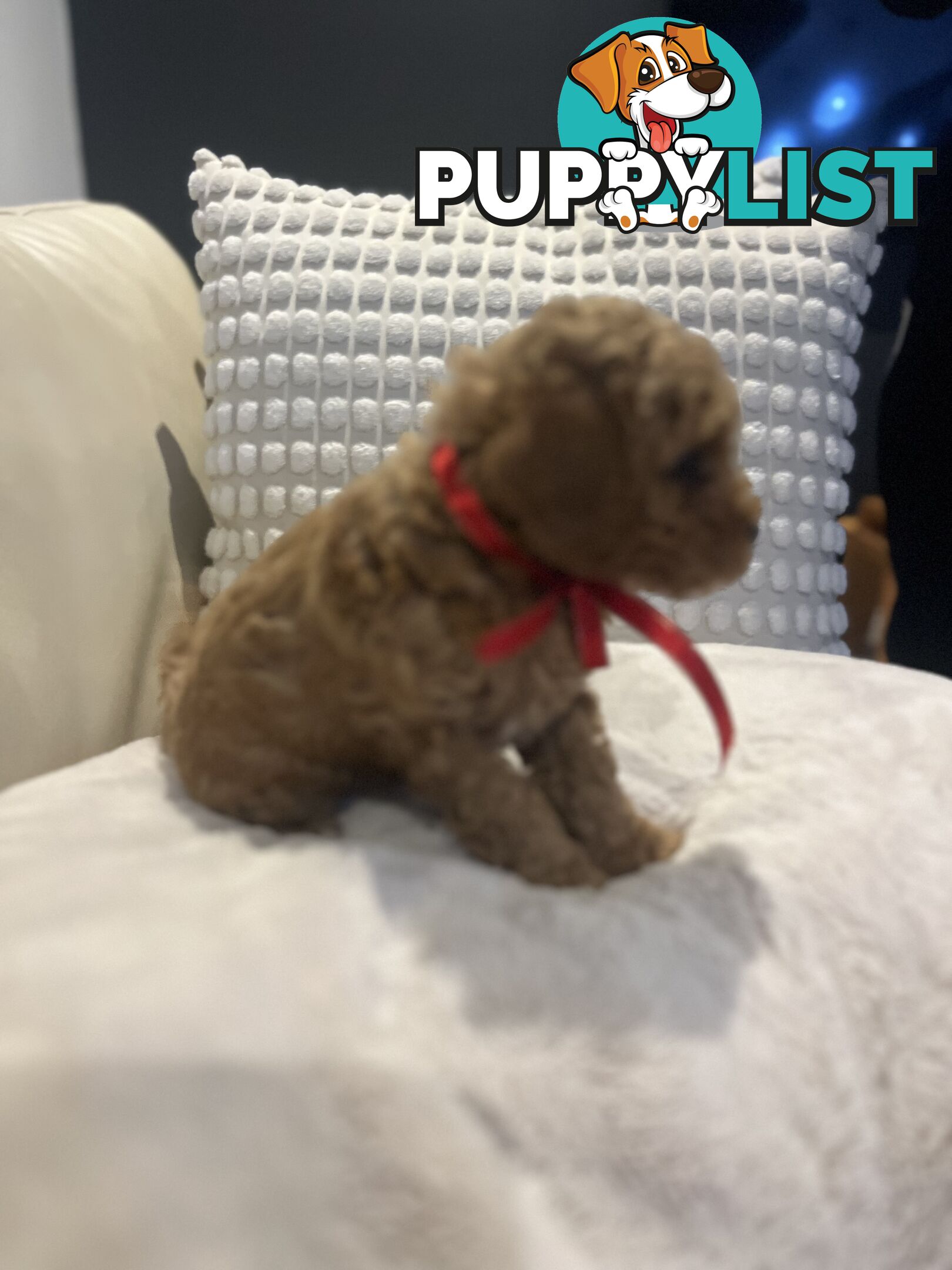 Puppies x 5 - Bichon Frise x Toy Poodle