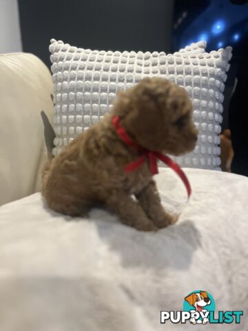 Puppies x 5 - Bichon Frise x Toy Poodle