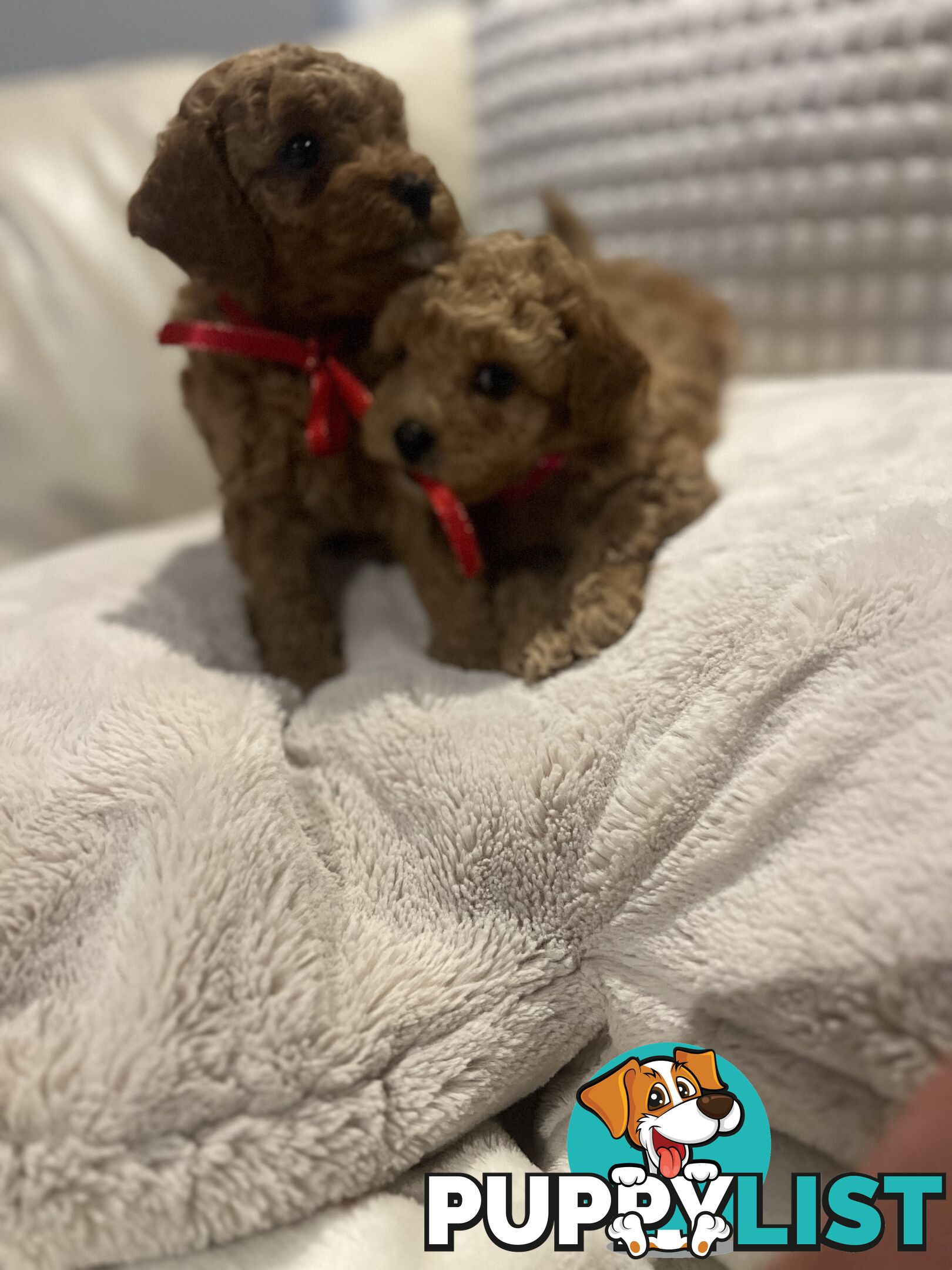 Puppies x 5 - Bichon Frise x Toy Poodle