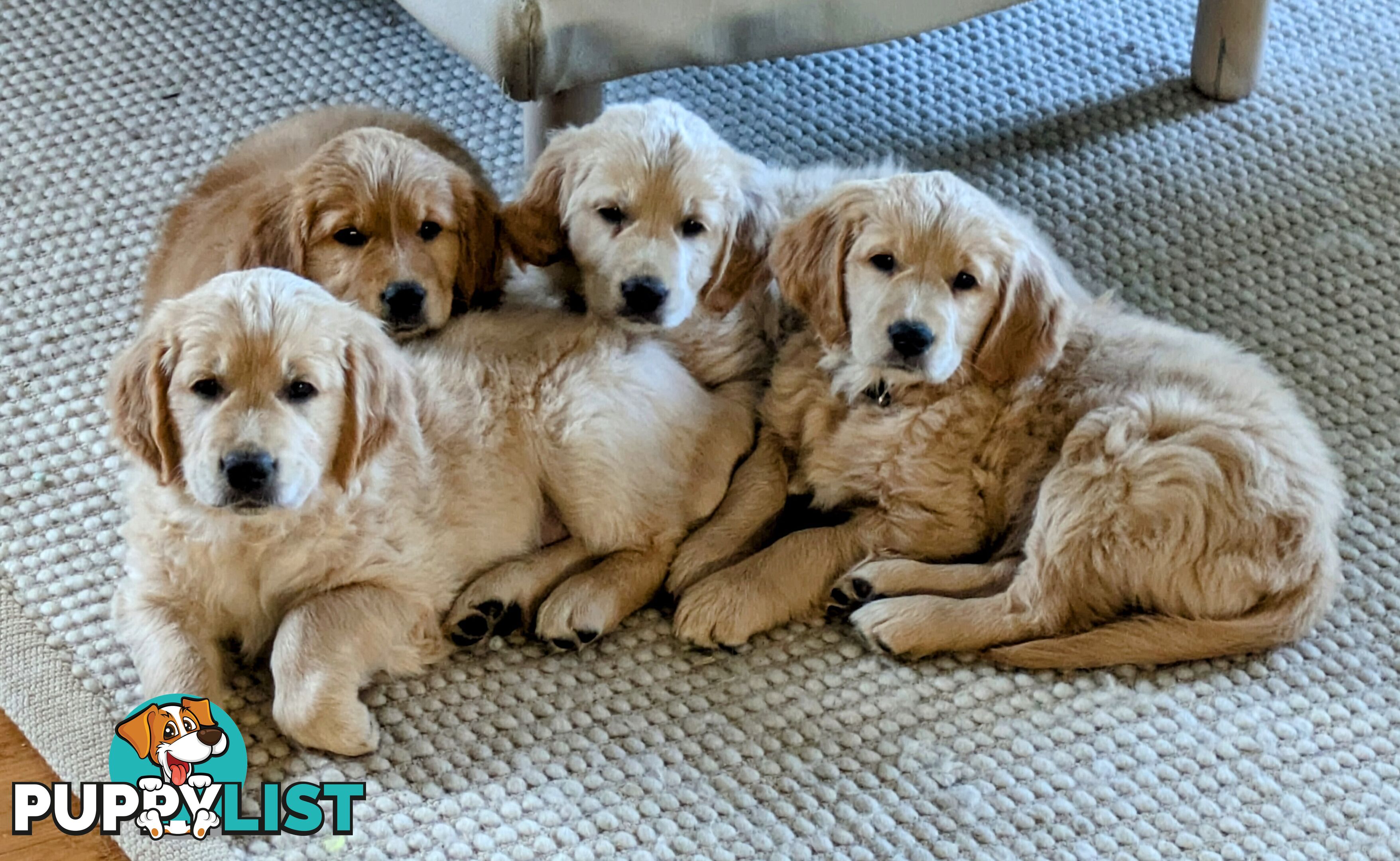 Pedigree Pure Bred GORGEOUS GOLDEN RETRIEVER PUPS