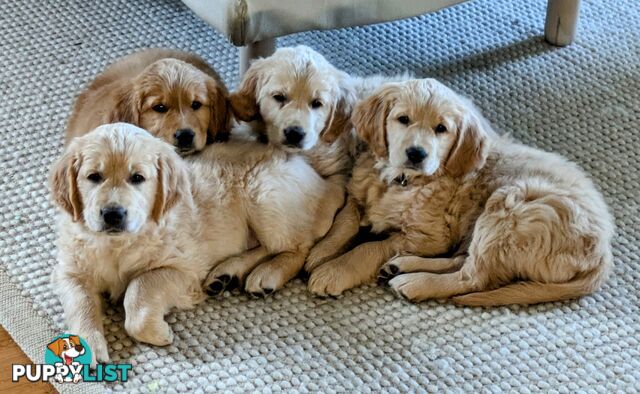 Pedigree Pure Bred GORGEOUS GOLDEN RETRIEVER PUPS