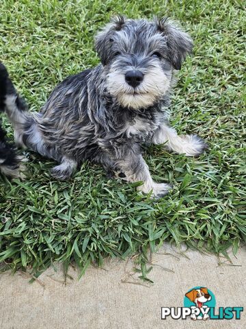 Pure bred miniature schnauzer puppies