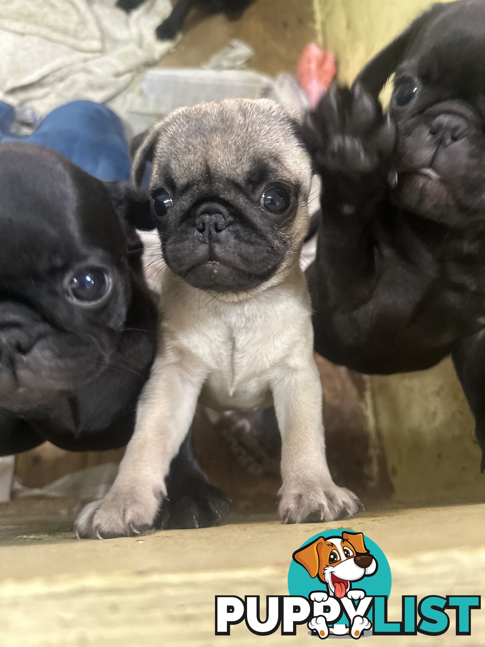 Pug Puppies
