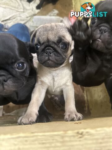 Pug Puppies