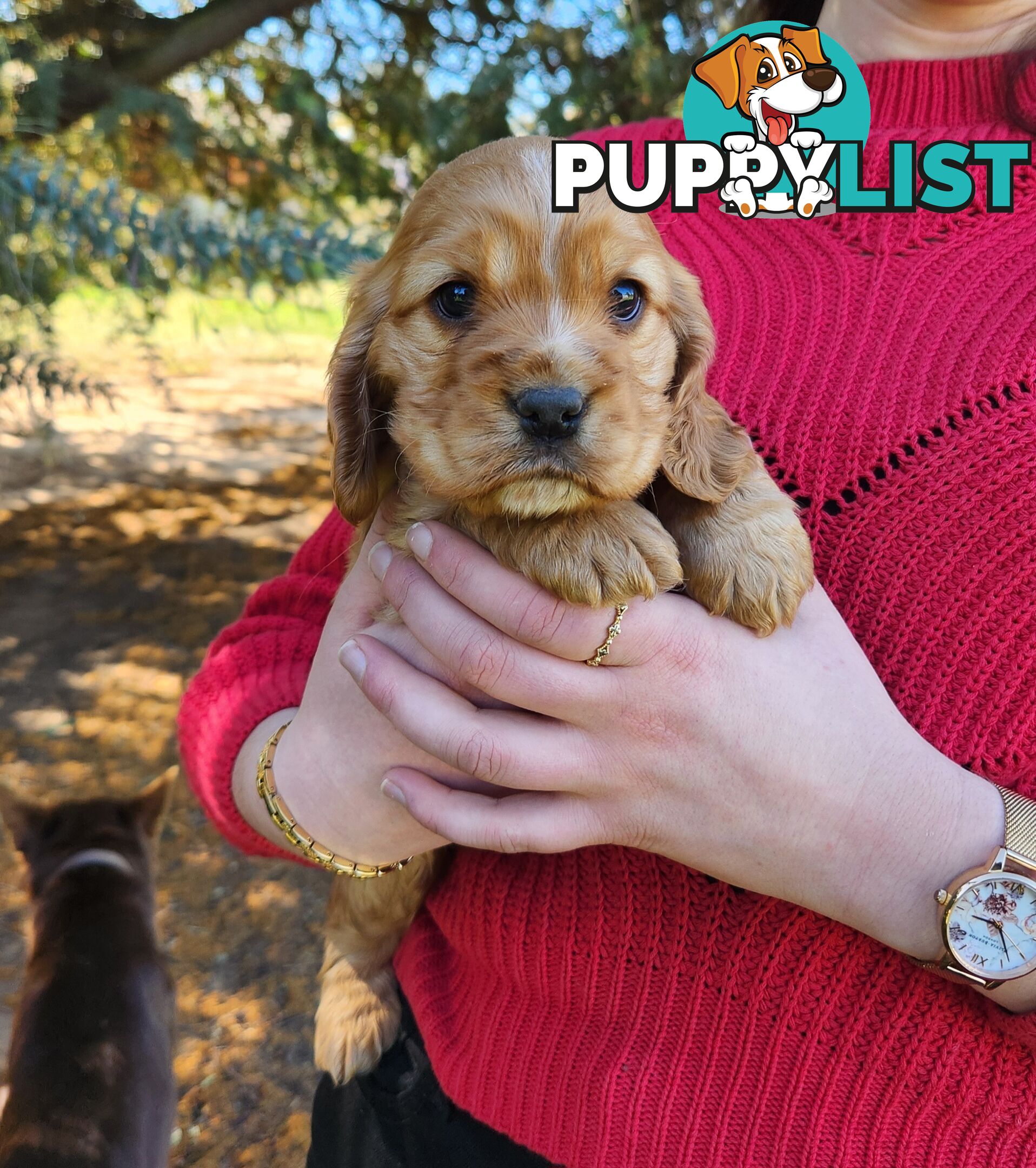 Cocker Spaniel x Cavalier King Charles Spaniel