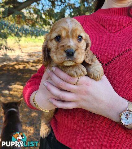 Cocker Spaniel x Cavalier King Charles Spaniel