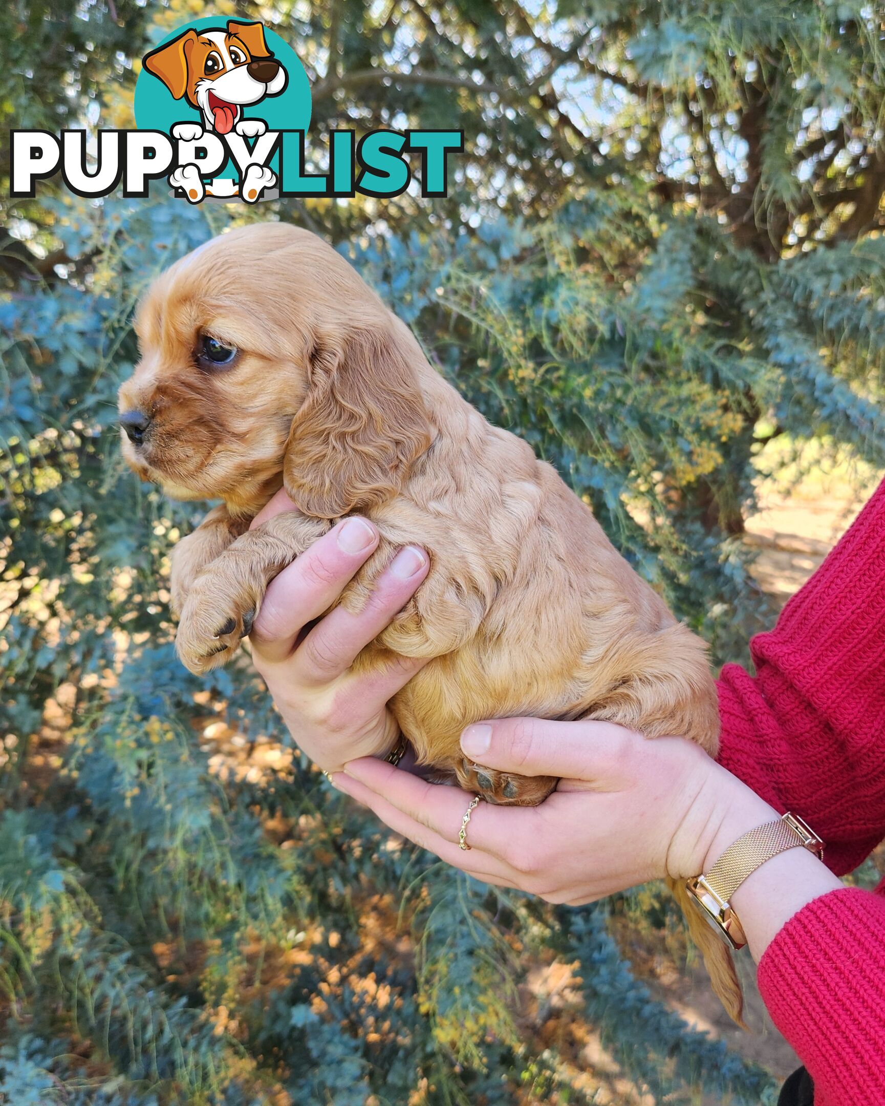 Cocker Spaniel x Cavalier King Charles Spaniel