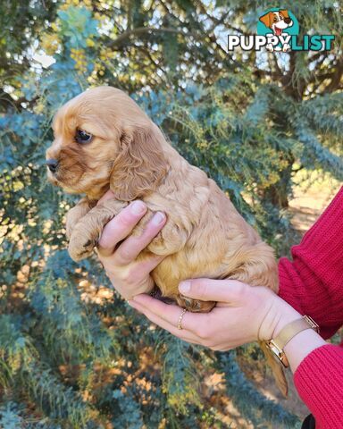 Cocker Spaniel x Cavalier King Charles Spaniel