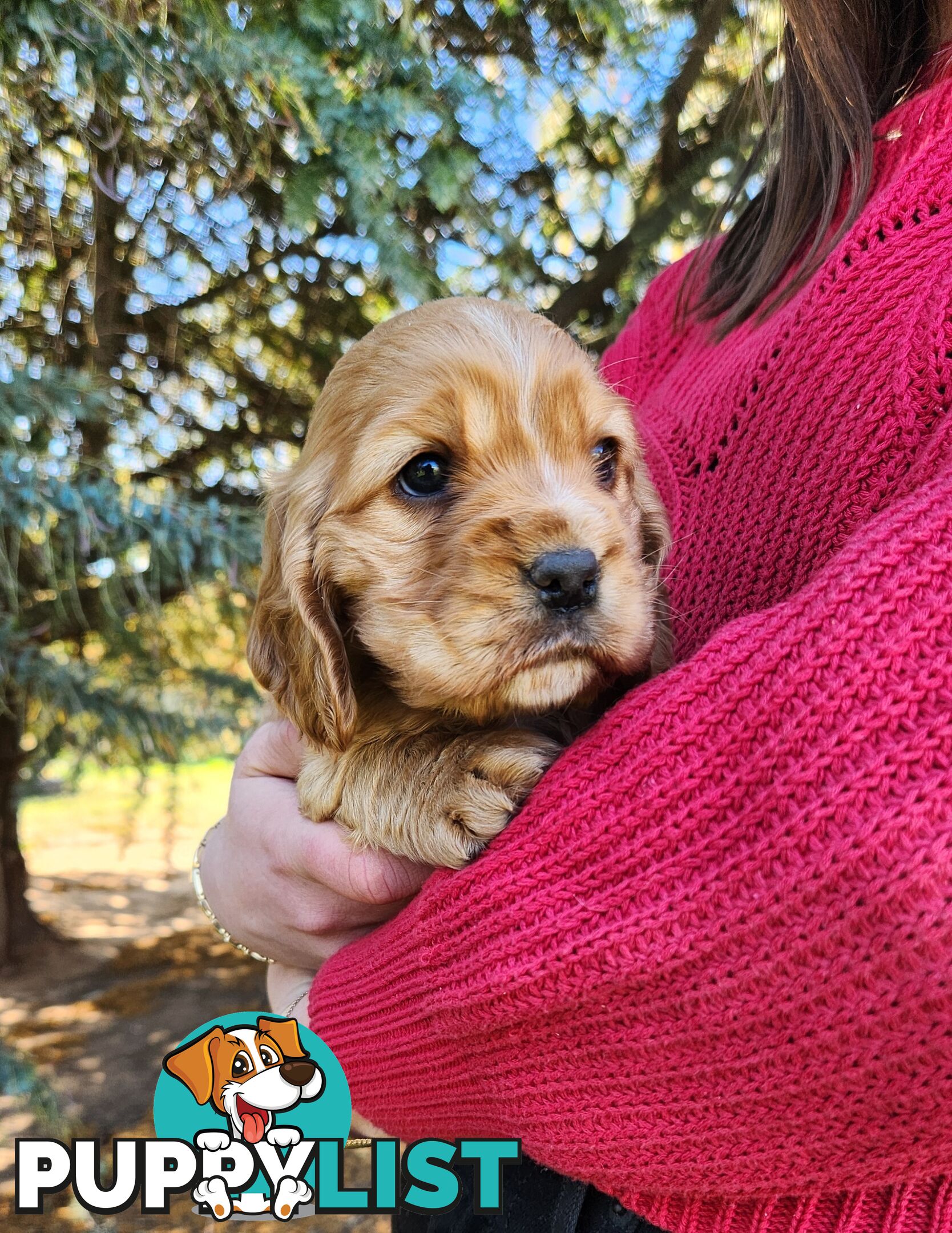 Cocker Spaniel x Cavalier King Charles Spaniel