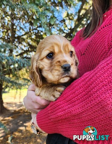 Cocker Spaniel x Cavalier King Charles Spaniel