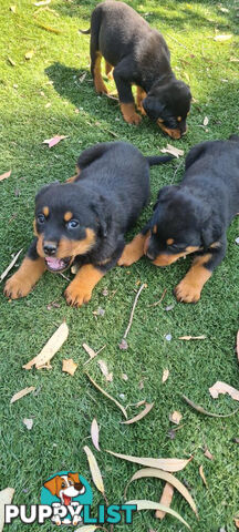 Rottweiler Puppies