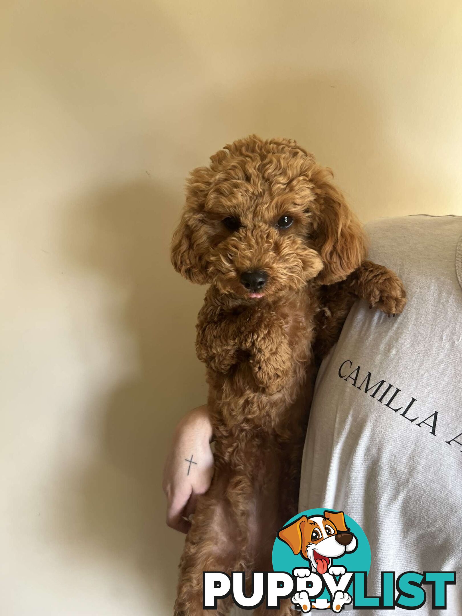 pure bred male red toy poodle for sale