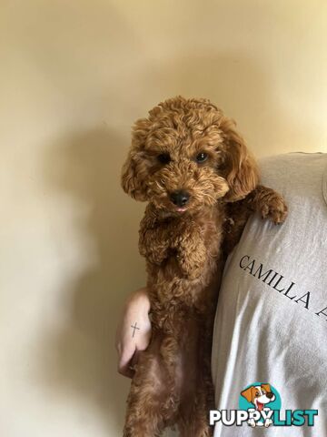 pure bred male red toy poodle for sale