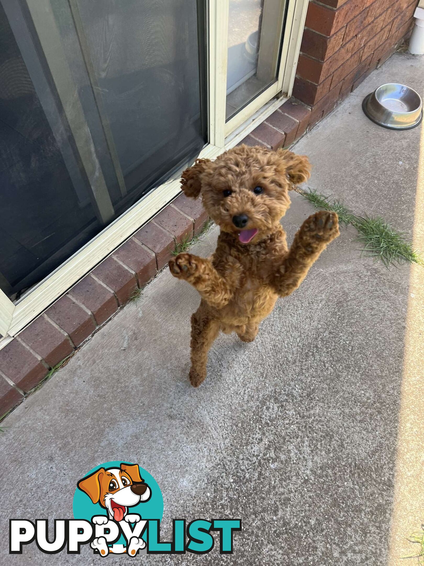 pure bred male red toy poodle for sale