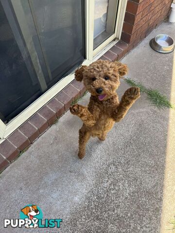 pure bred red toy poodle for sale