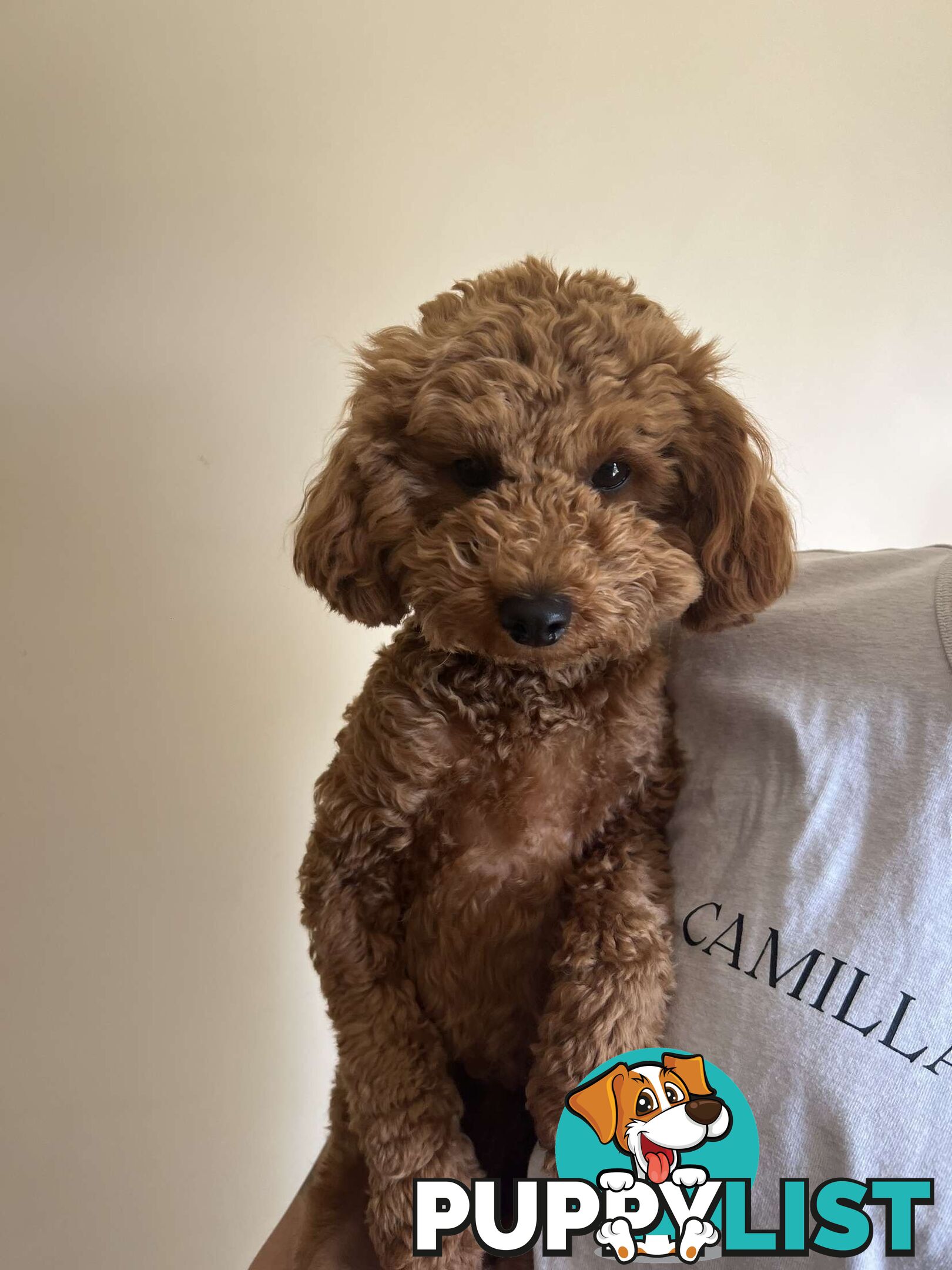 pure bred male red toy poodle for sale