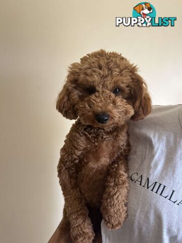 pure bred male red toy poodle for sale