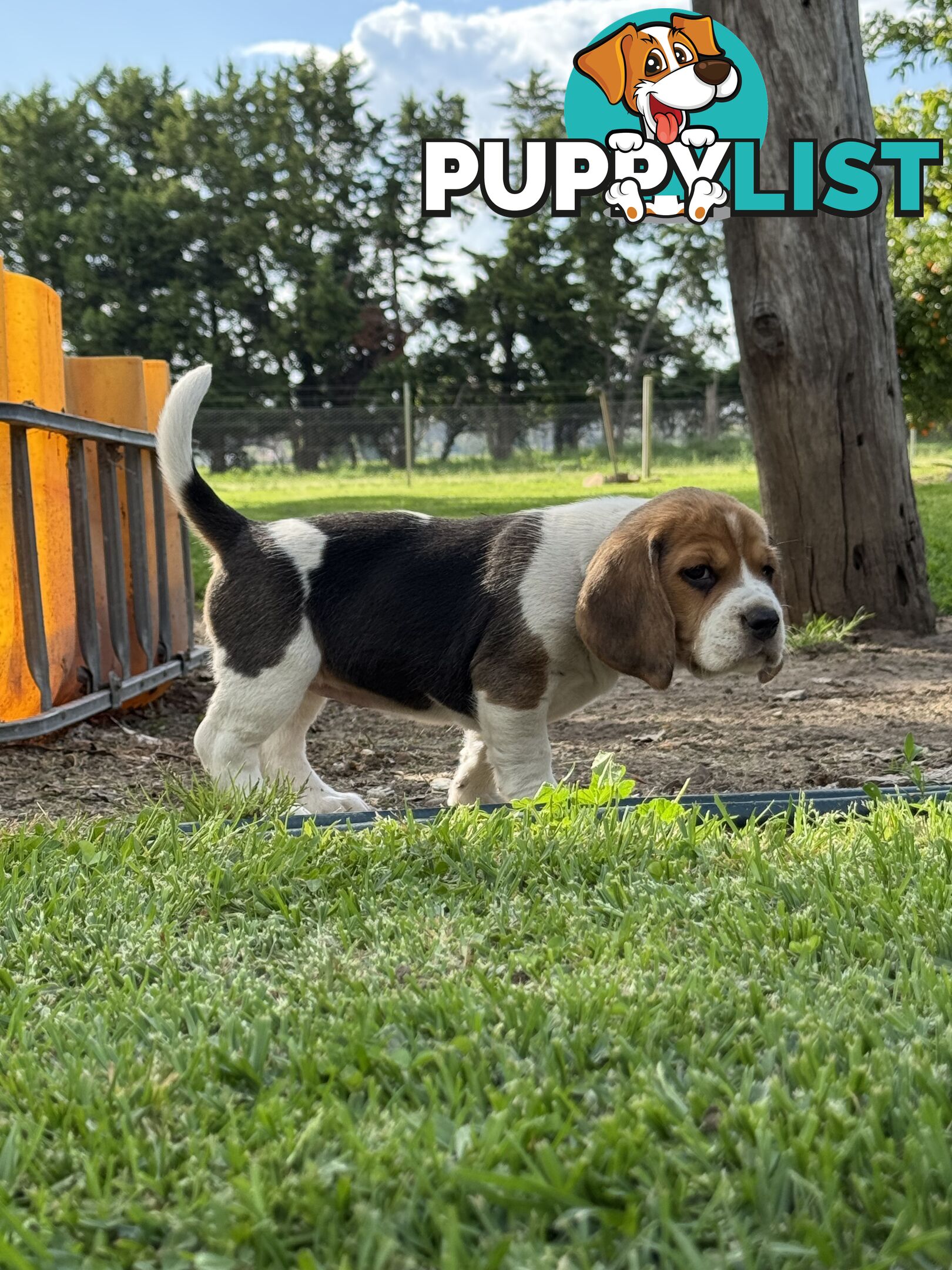 Purebred Beagle Puppies