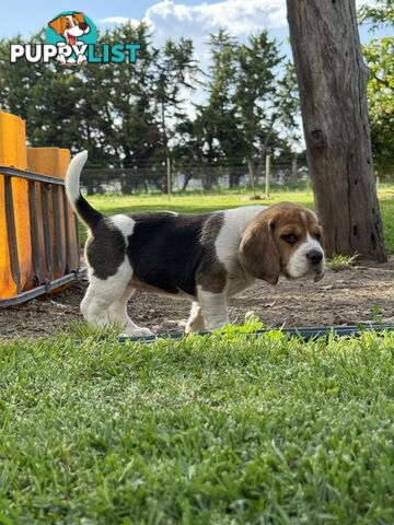 Purebred Beagle Puppies