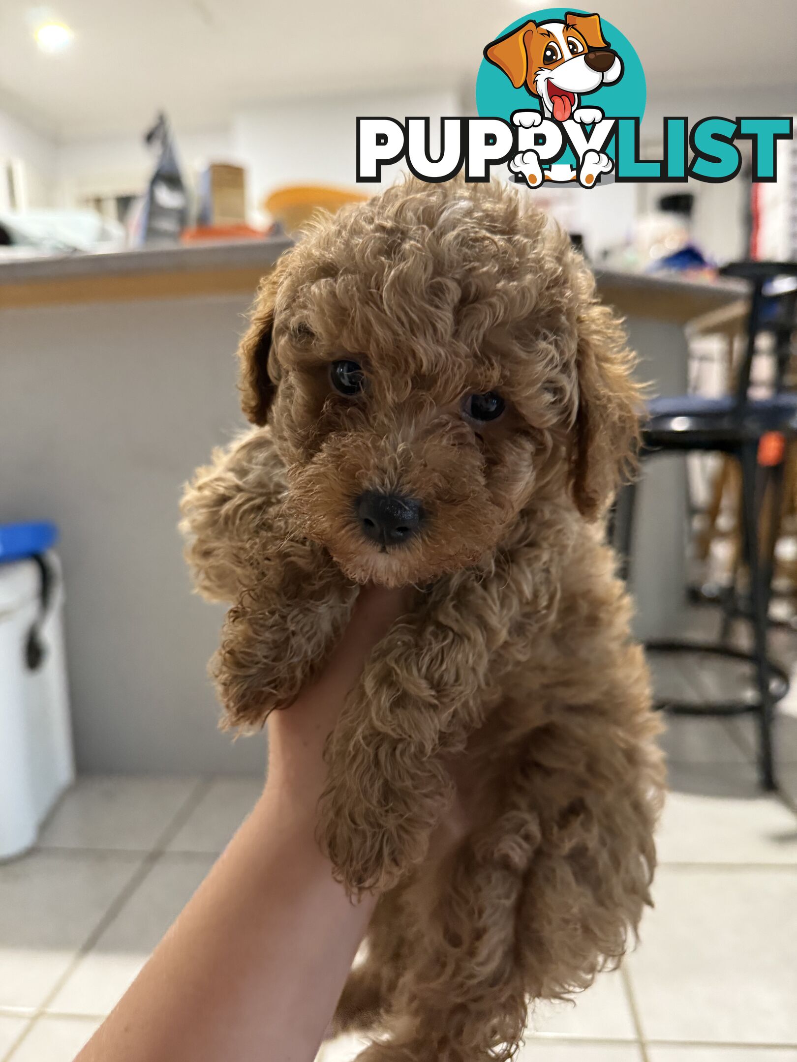 Toy poodles puppies