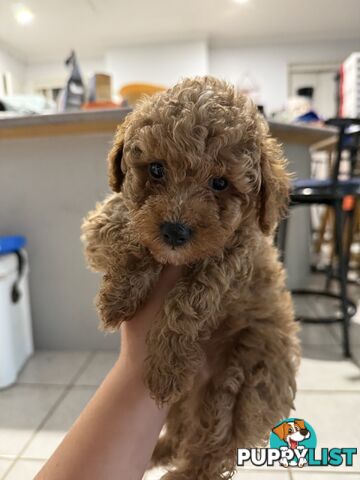 Toy poodles puppies