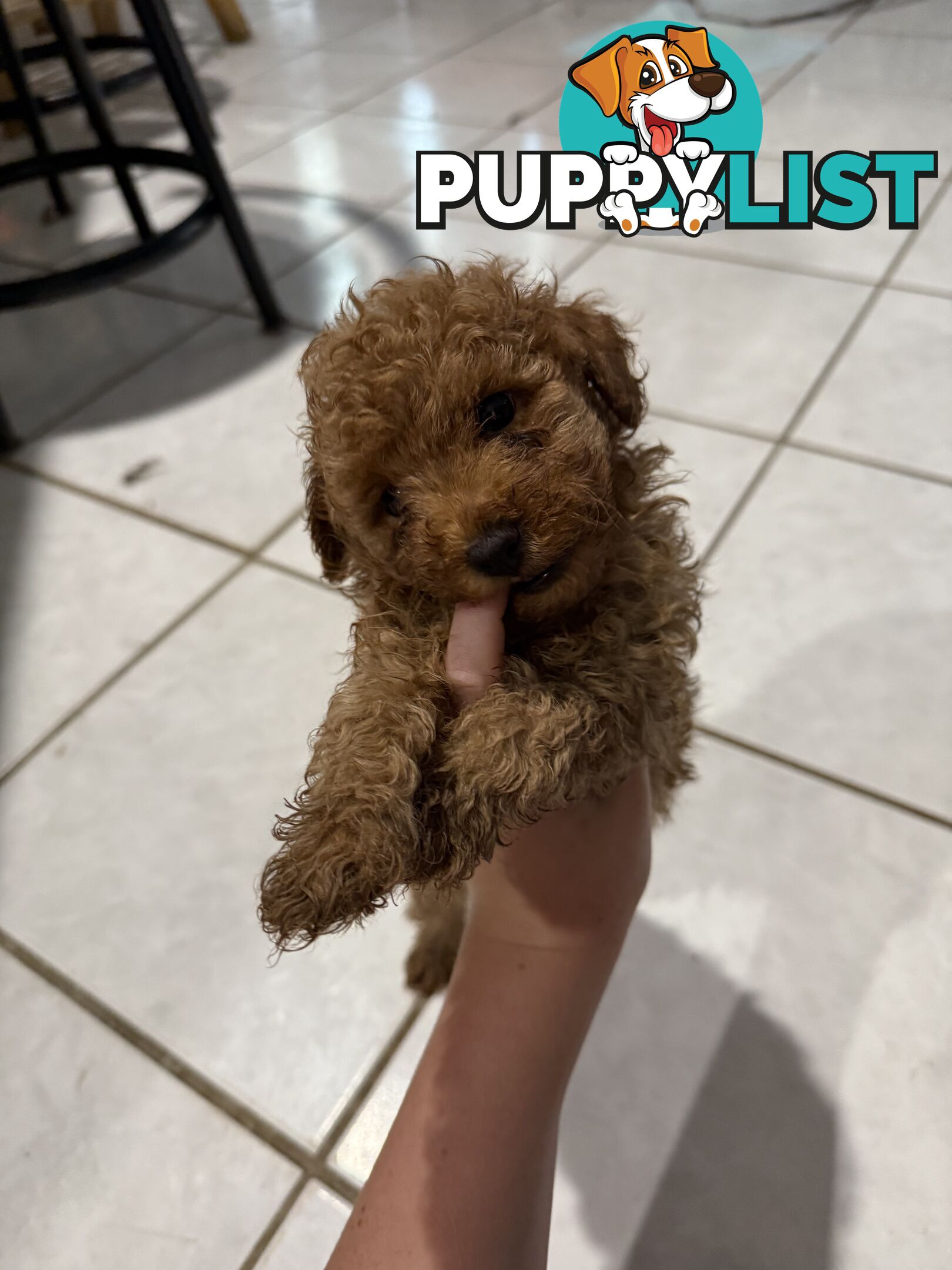 Toy poodles puppies