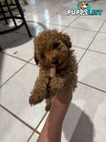 Toy poodles puppies