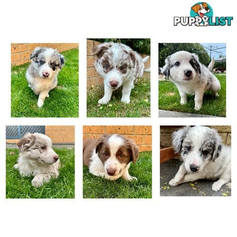 Border collie puppies PRICE HAS DROPPED TO $2,500