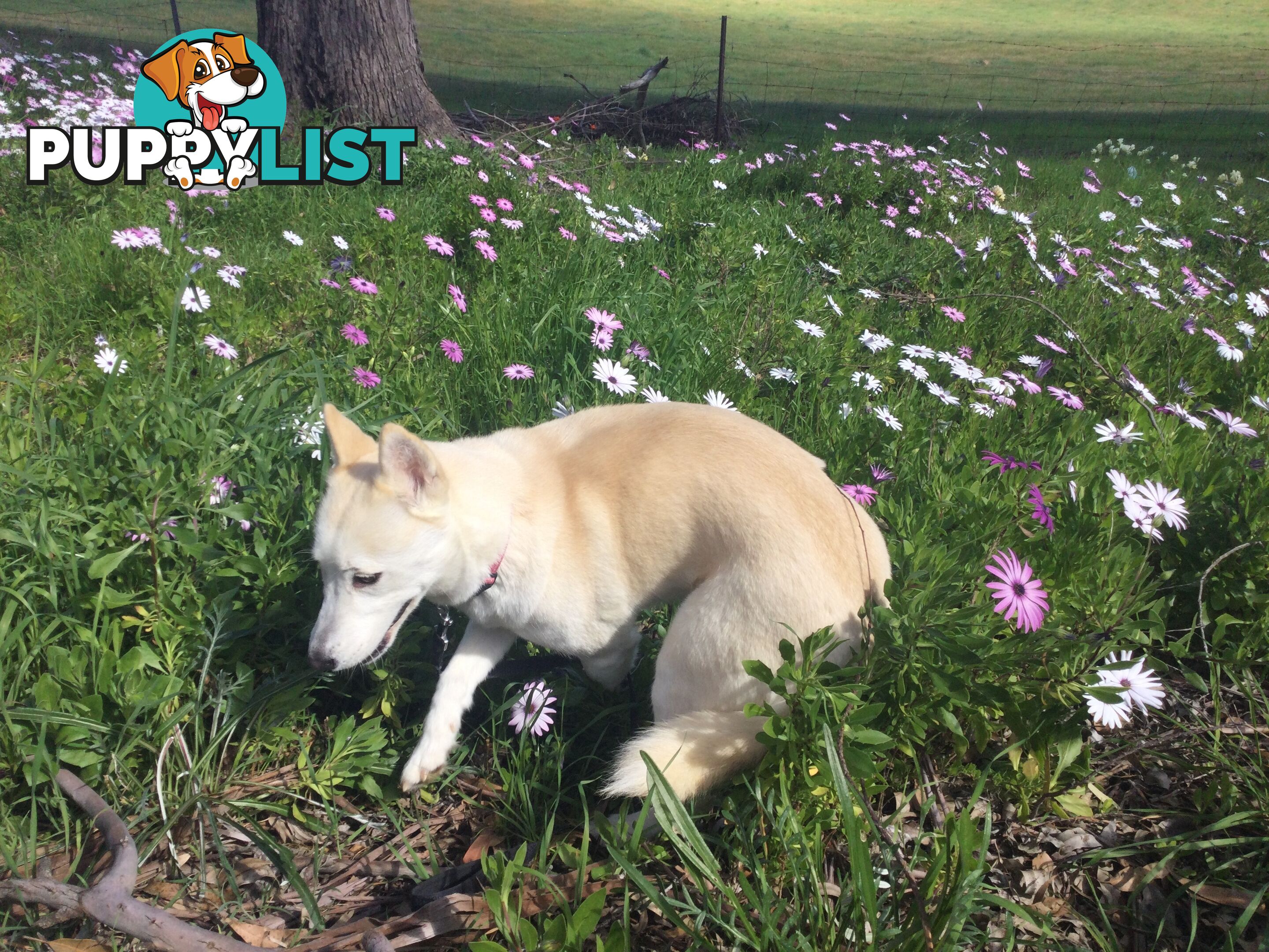 Gorgeous Female Siberian Husky