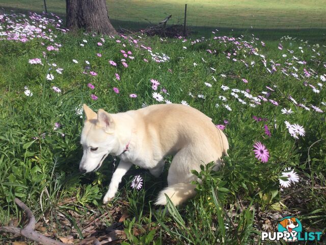 Gorgeous Female Siberian Husky