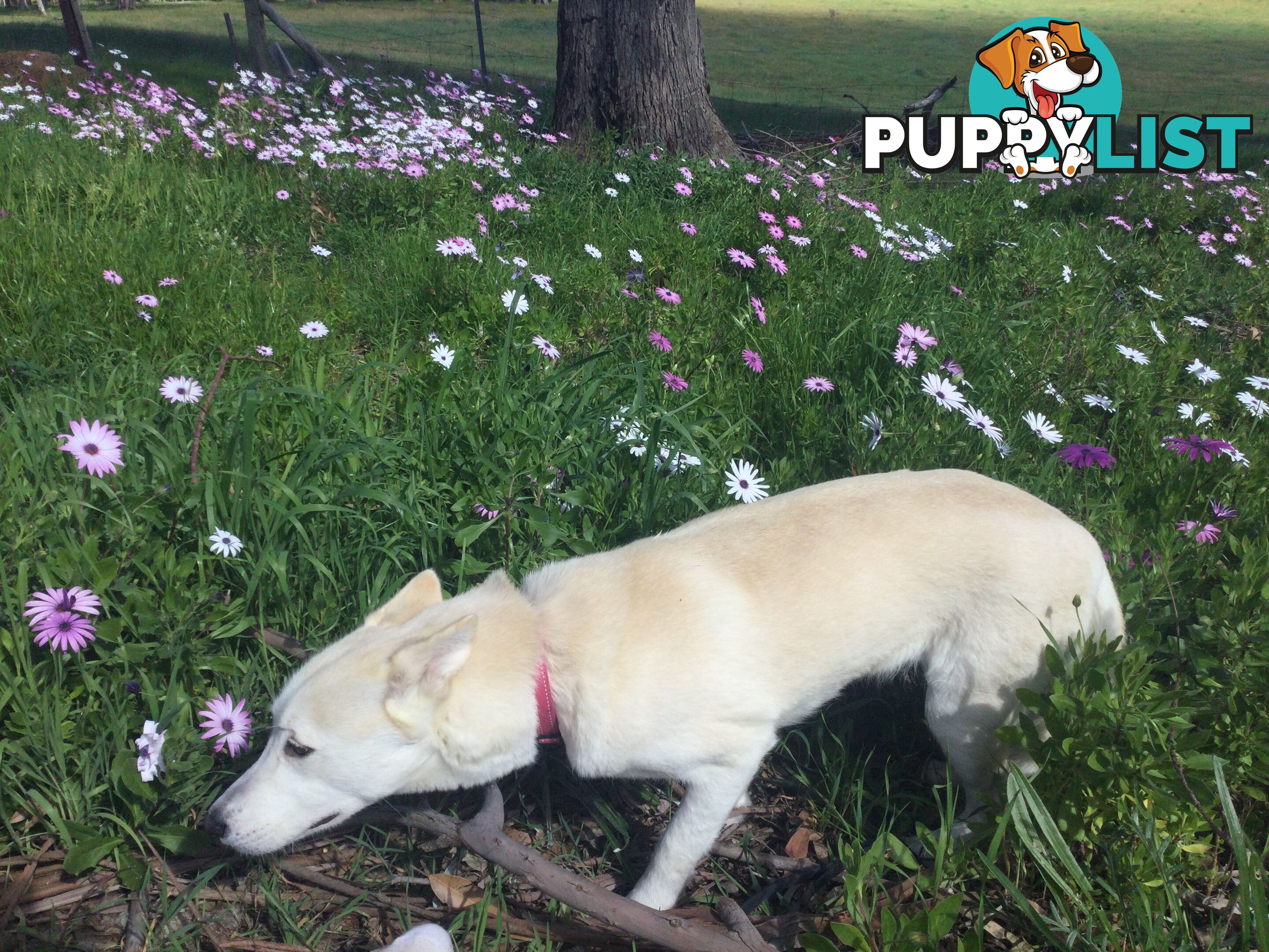 Gorgeous Female Siberian Husky