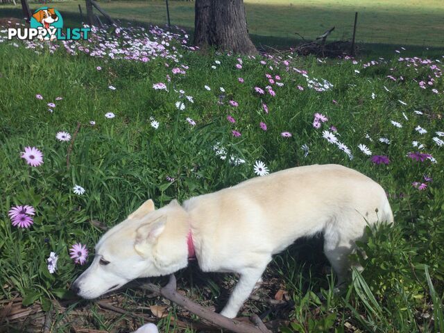 Gorgeous Female Siberian Husky