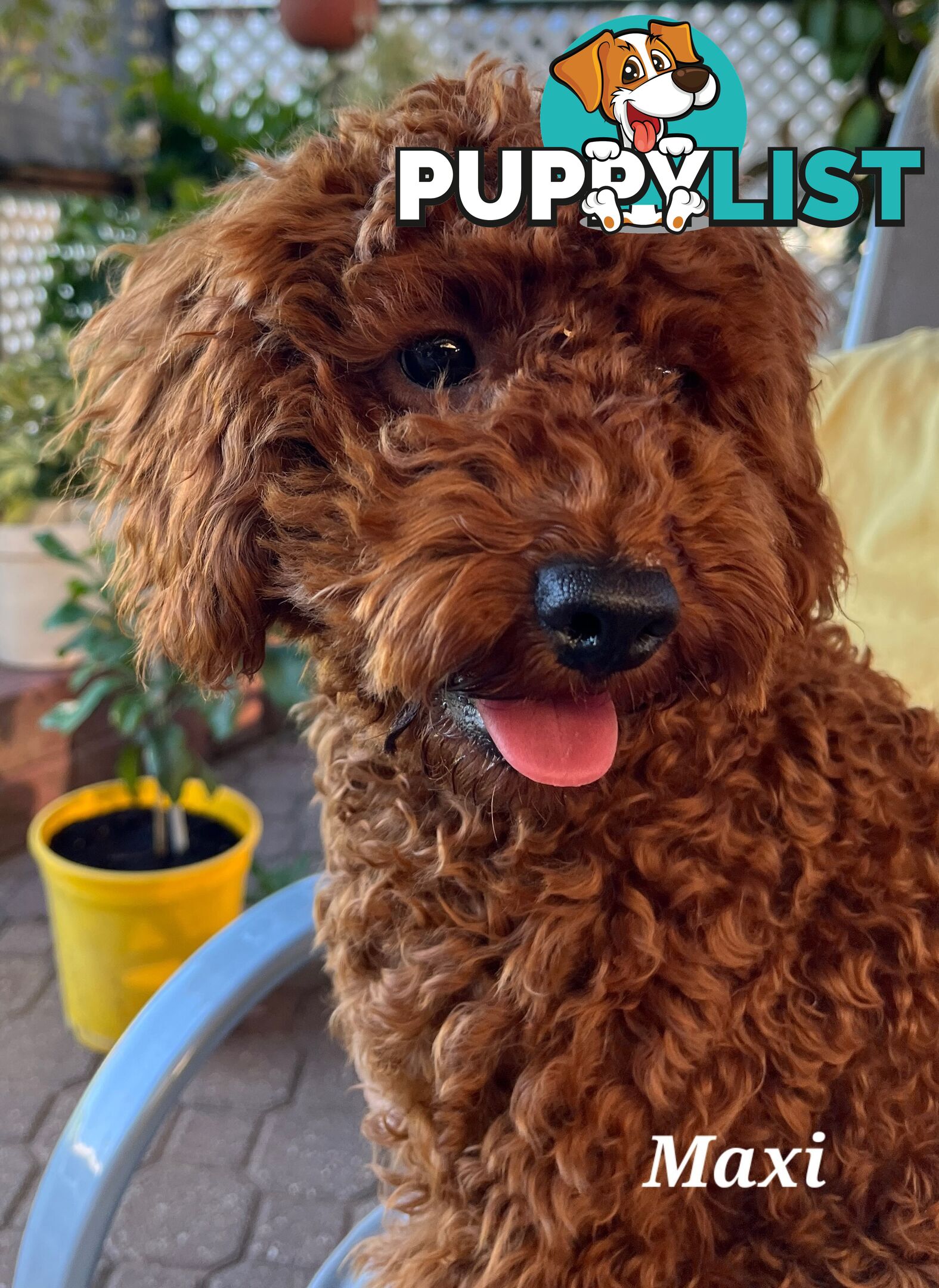 Red Miniature/ Toy Poodle STUD service- Not for sale