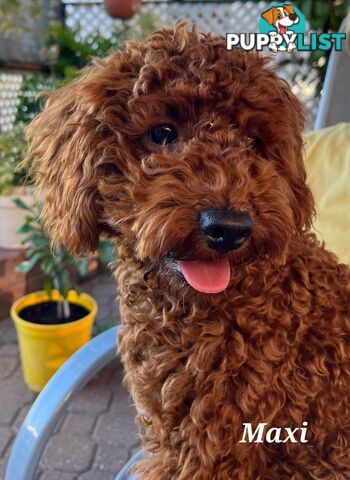 Red Miniature/ Toy Poodle STUD service- Not for sale