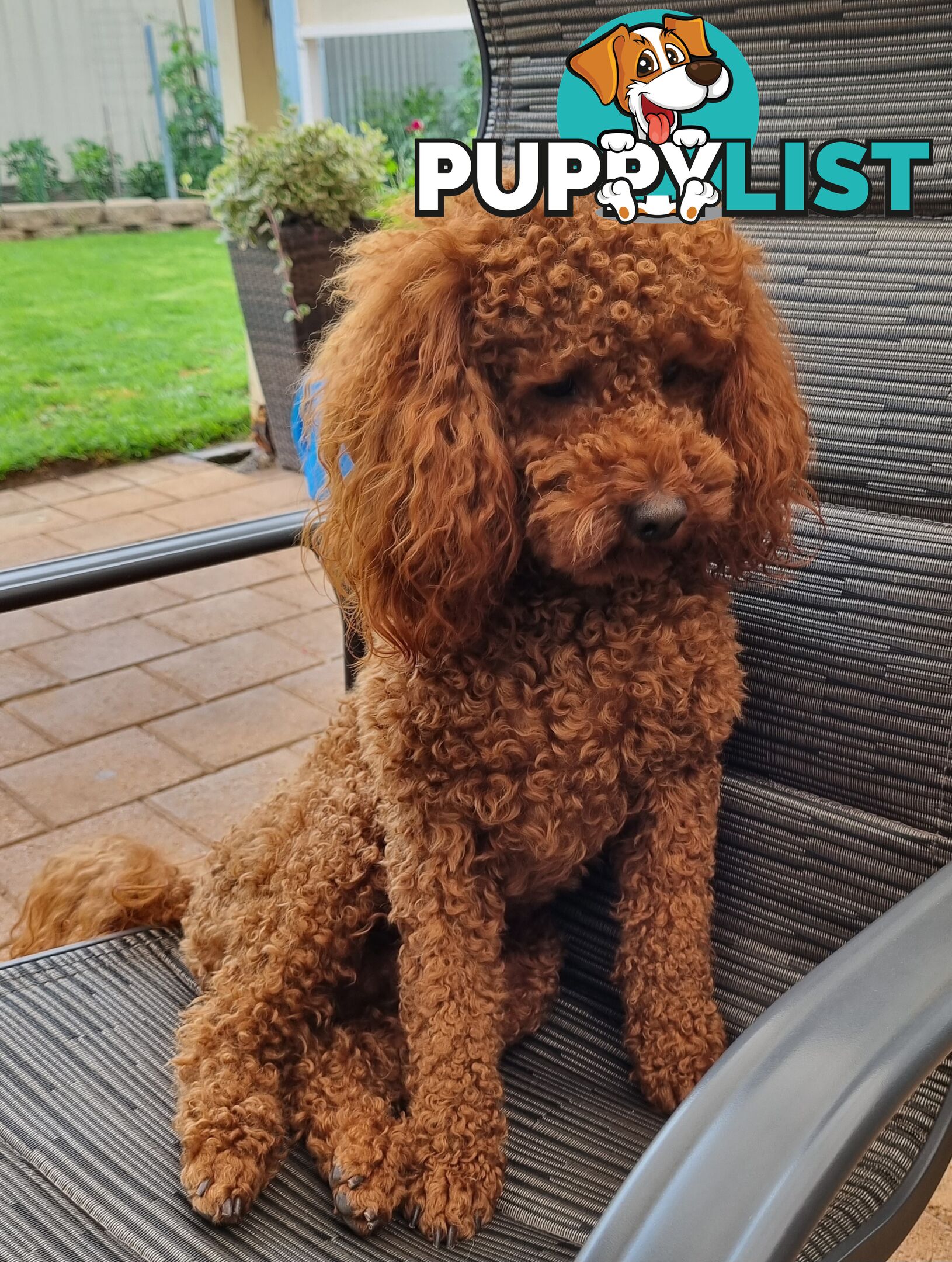 Red Miniature/ Toy Poodle STUD service- Not for sale