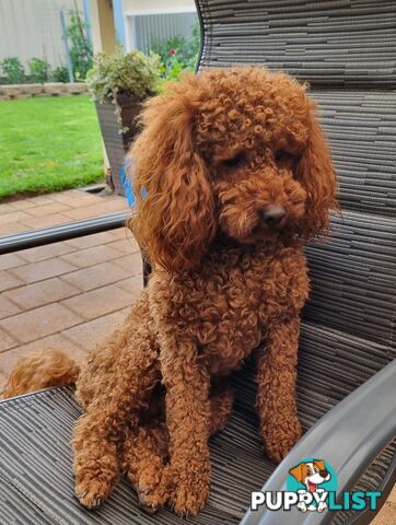 Red Miniature/ Toy Poodle STUD service- Not for sale