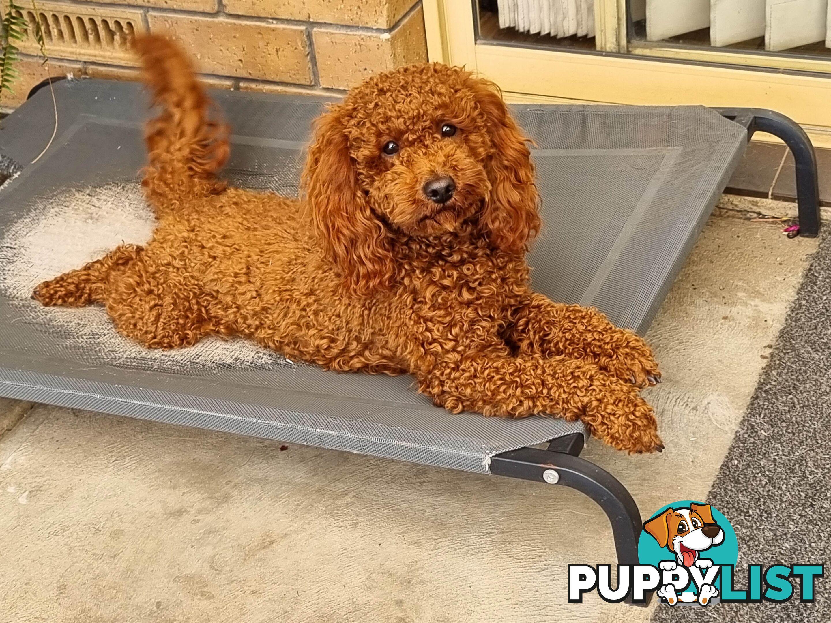 Red Miniature/ Toy Poodle STUD service- Not for sale