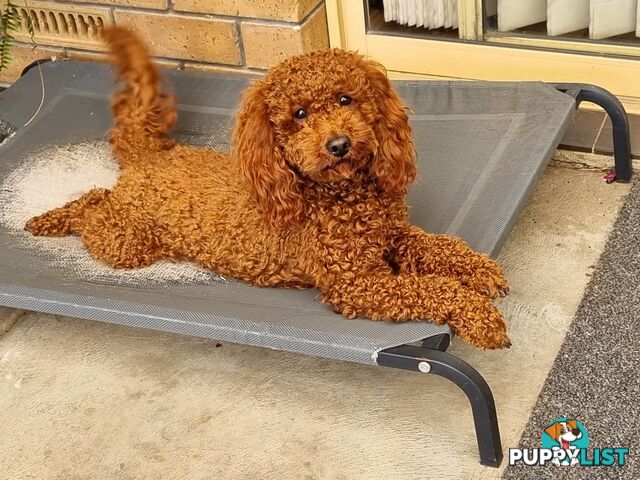 Red Miniature/ Toy Poodle STUD service- Not for sale