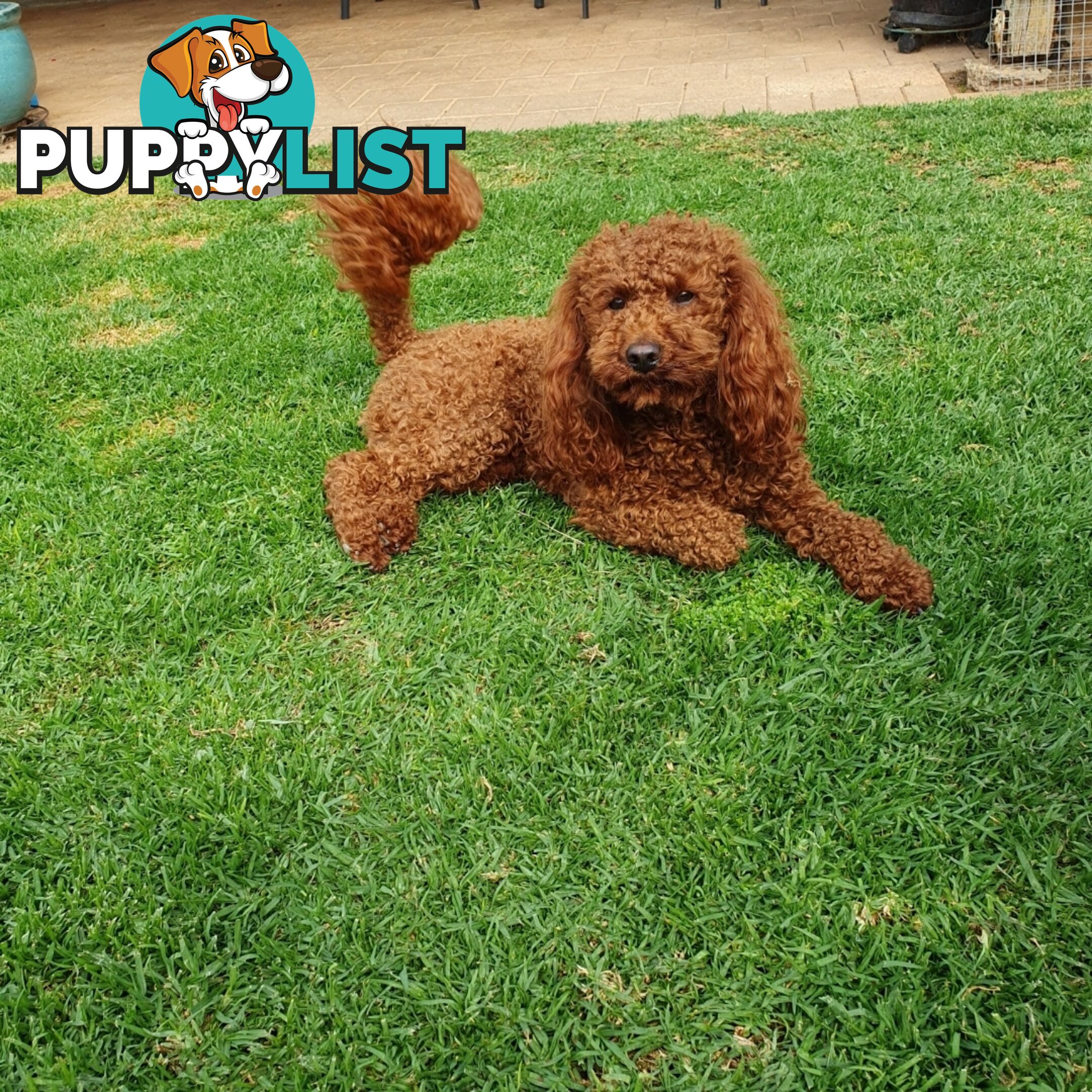 Red Miniature/ Toy Poodle STUD service- Not for sale