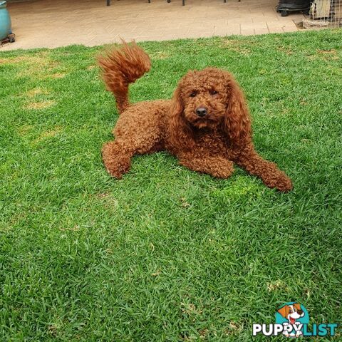 Red Miniature/ Toy Poodle STUD service- Not for sale