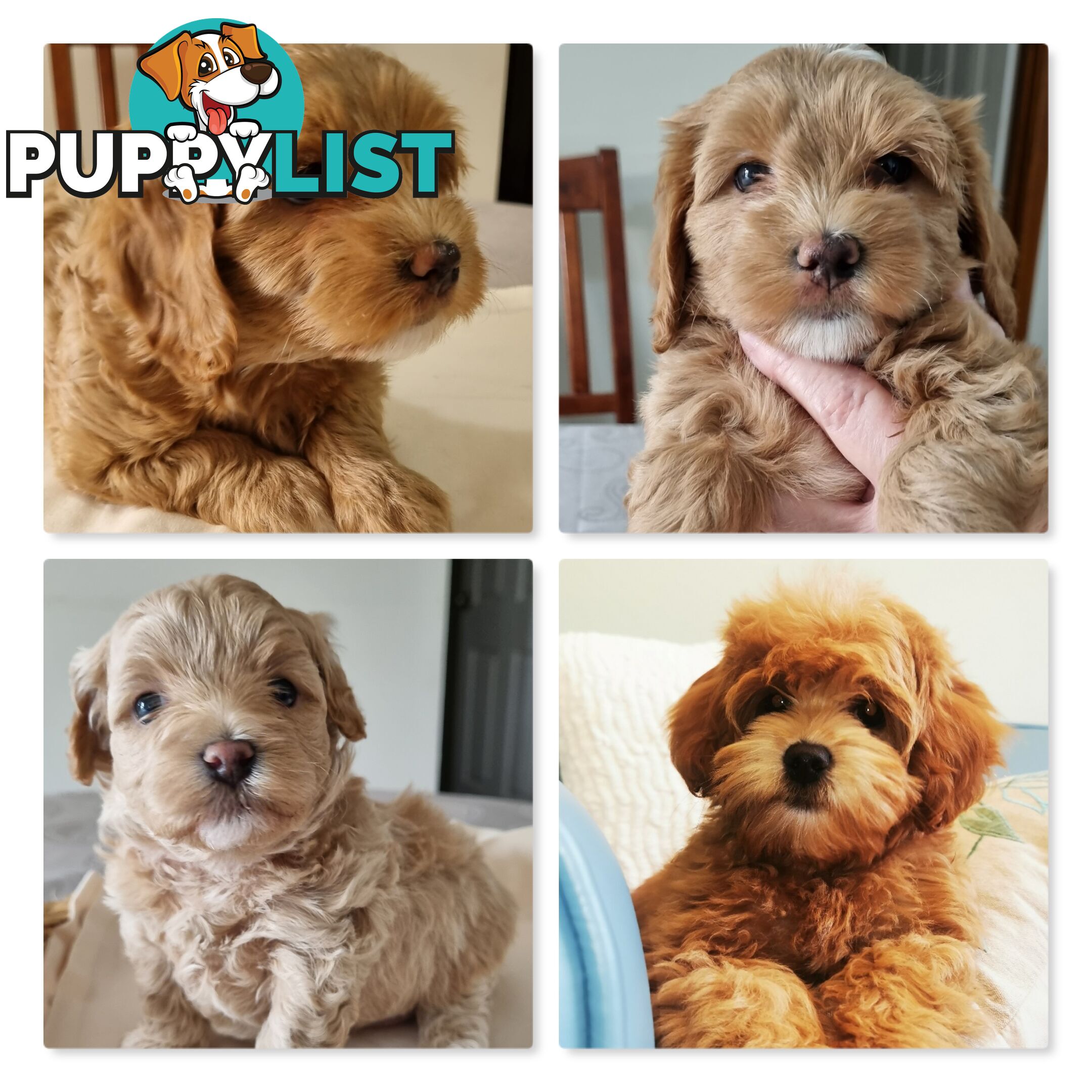 Red Miniature/ Toy Poodle STUD service- Not for sale