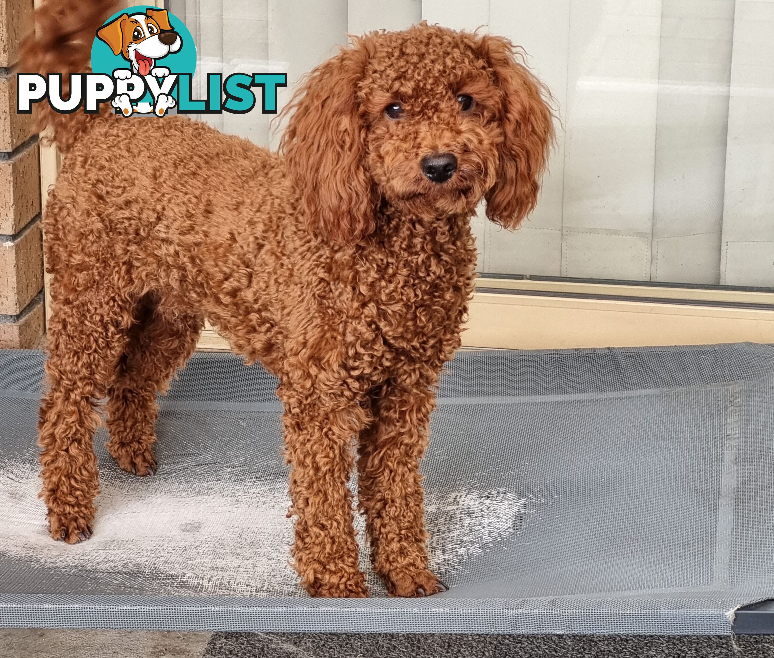 Red Miniature/ Toy Poodle STUD service- Not for sale