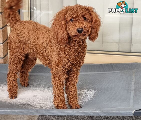 Red Miniature/ Toy Poodle STUD service- Not for sale