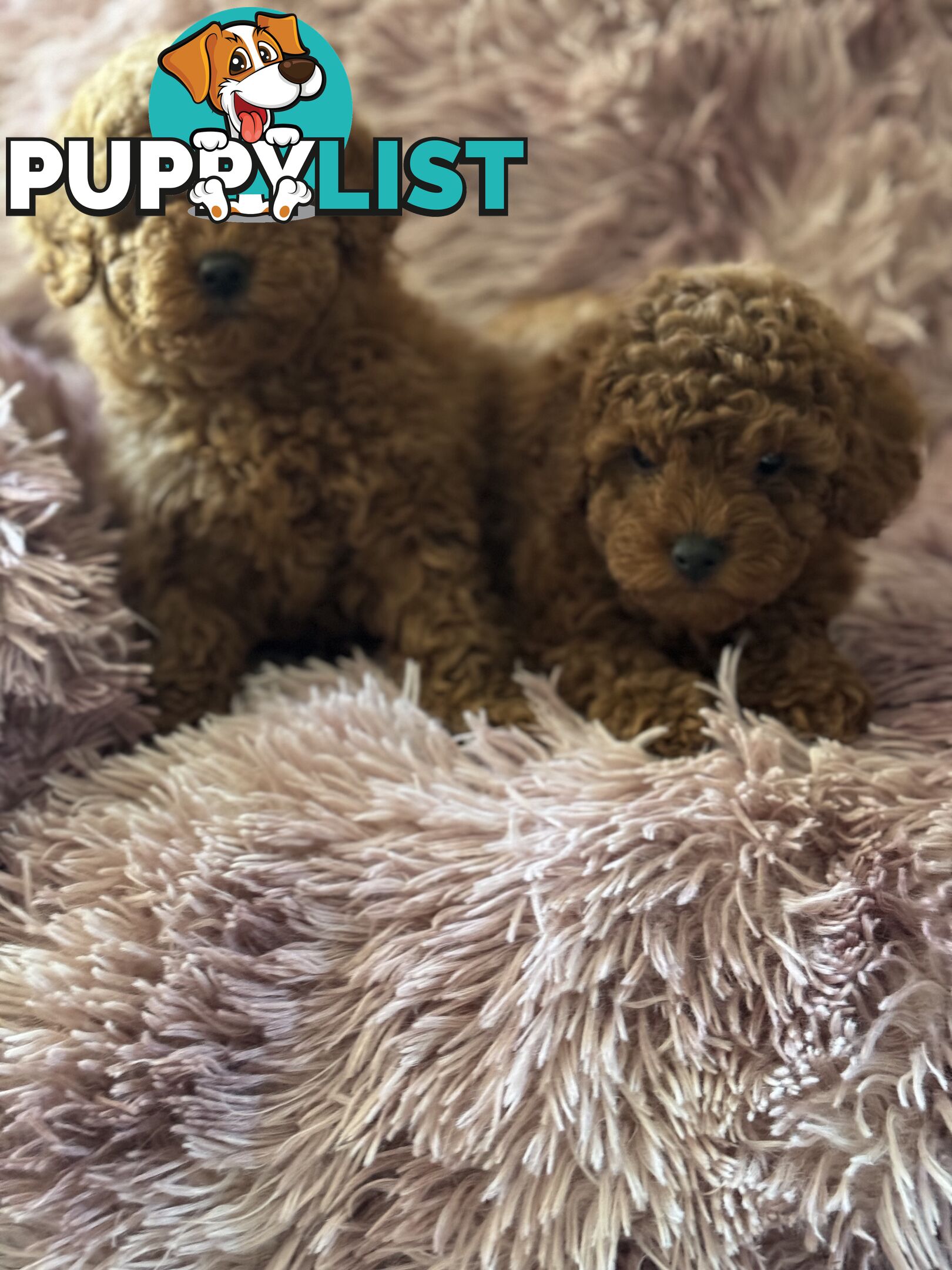 purebred  female toy poodle puppies