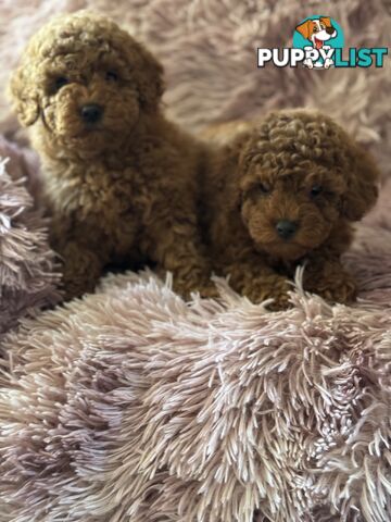 purebred  female toy poodle puppies