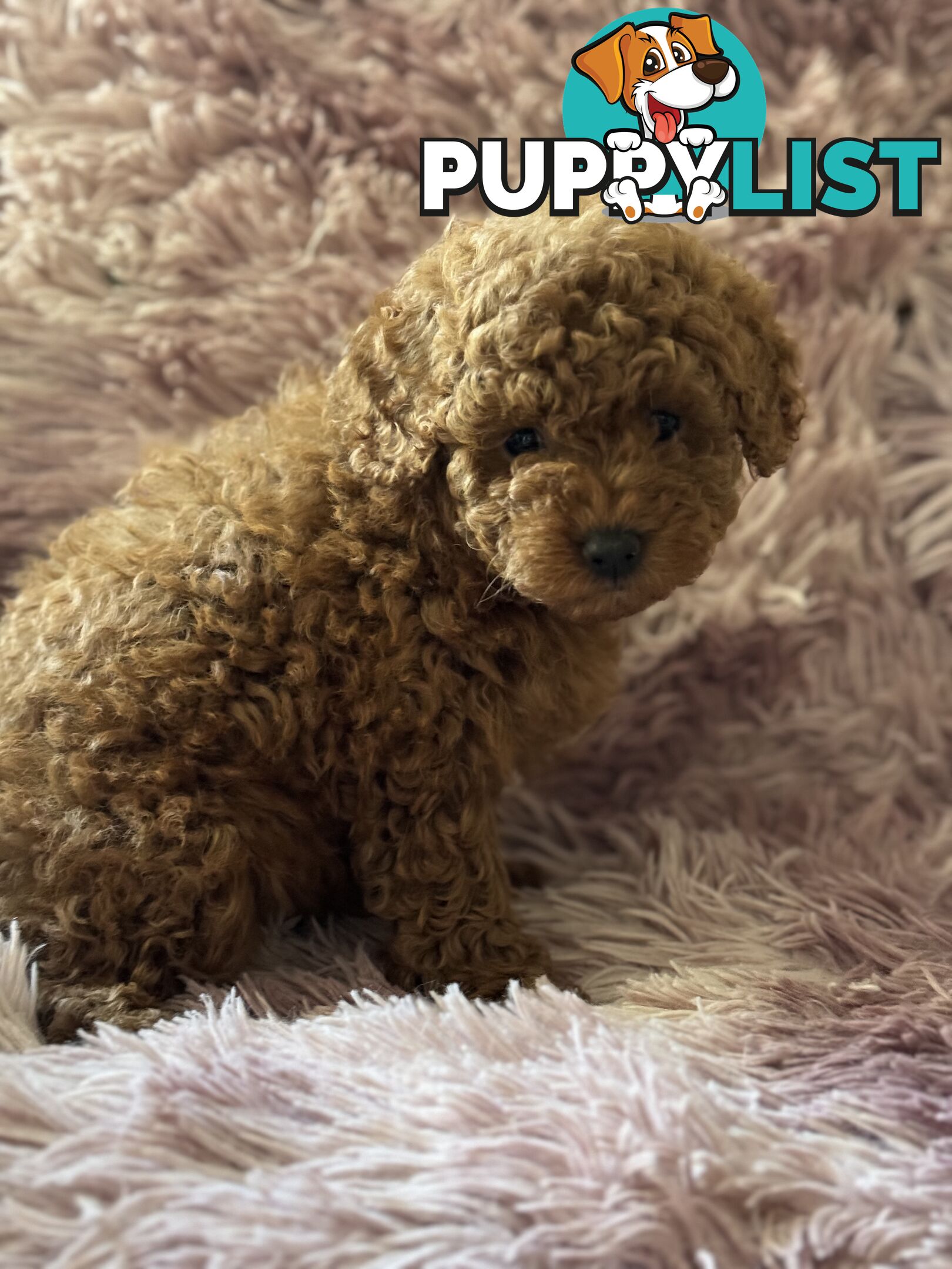 purebred  female toy poodle puppies